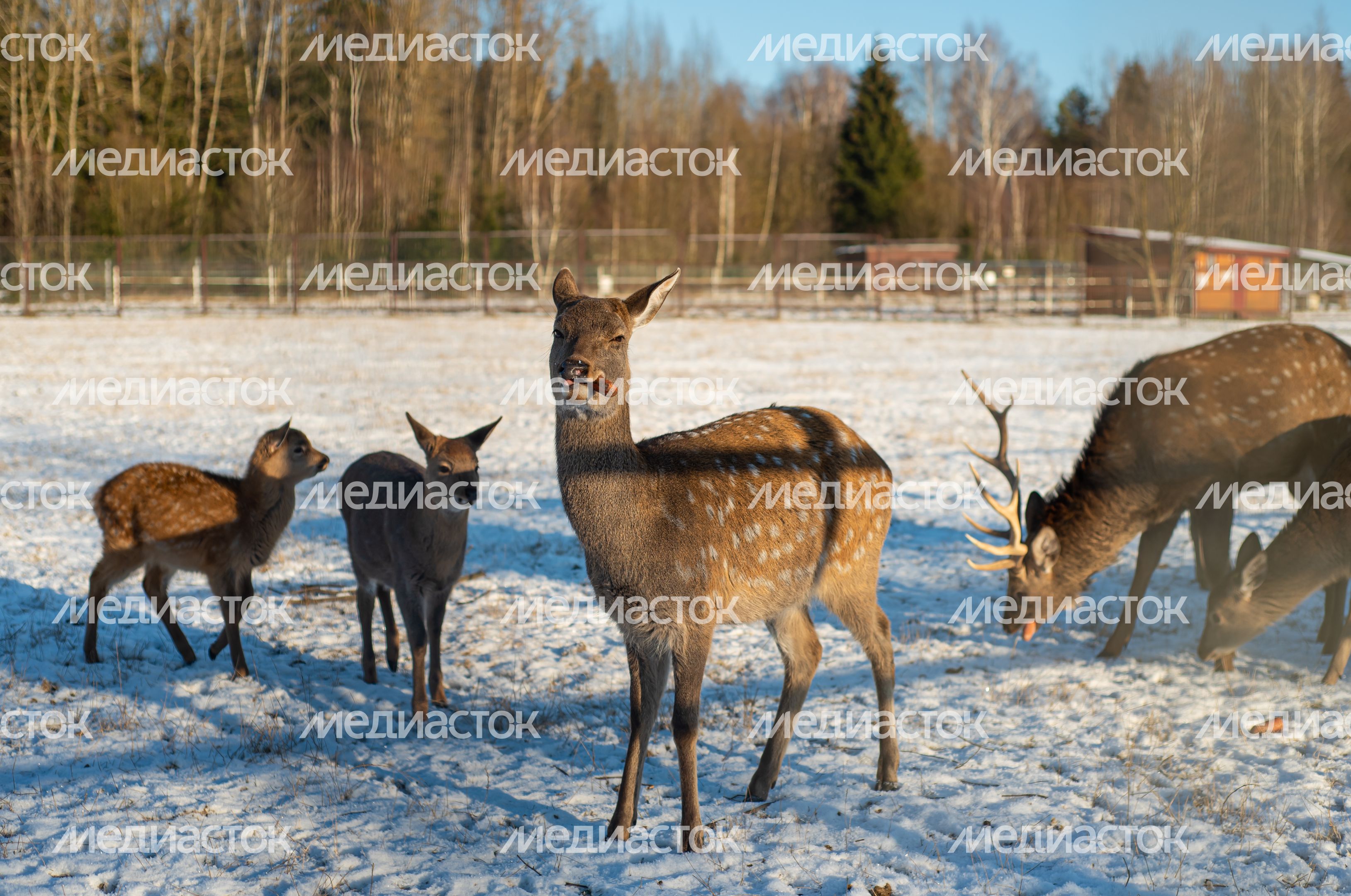 Зимний Парк Птиц «Воробьи»
