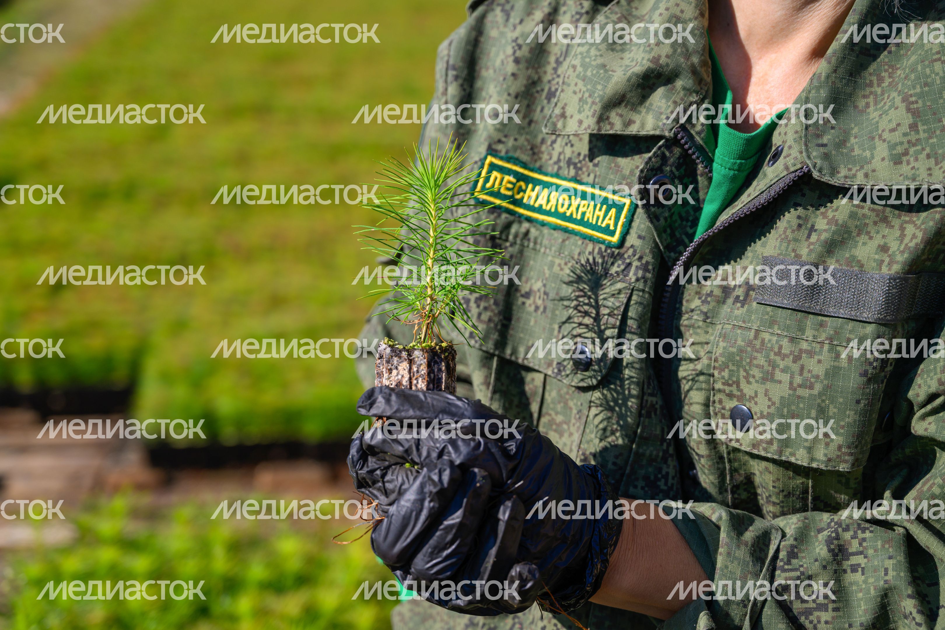 Сеянцы сосны выращивают в Дмитровском базисном питомнике Сеянцы сосны выращивают в Дмитровском базисном питомнике
