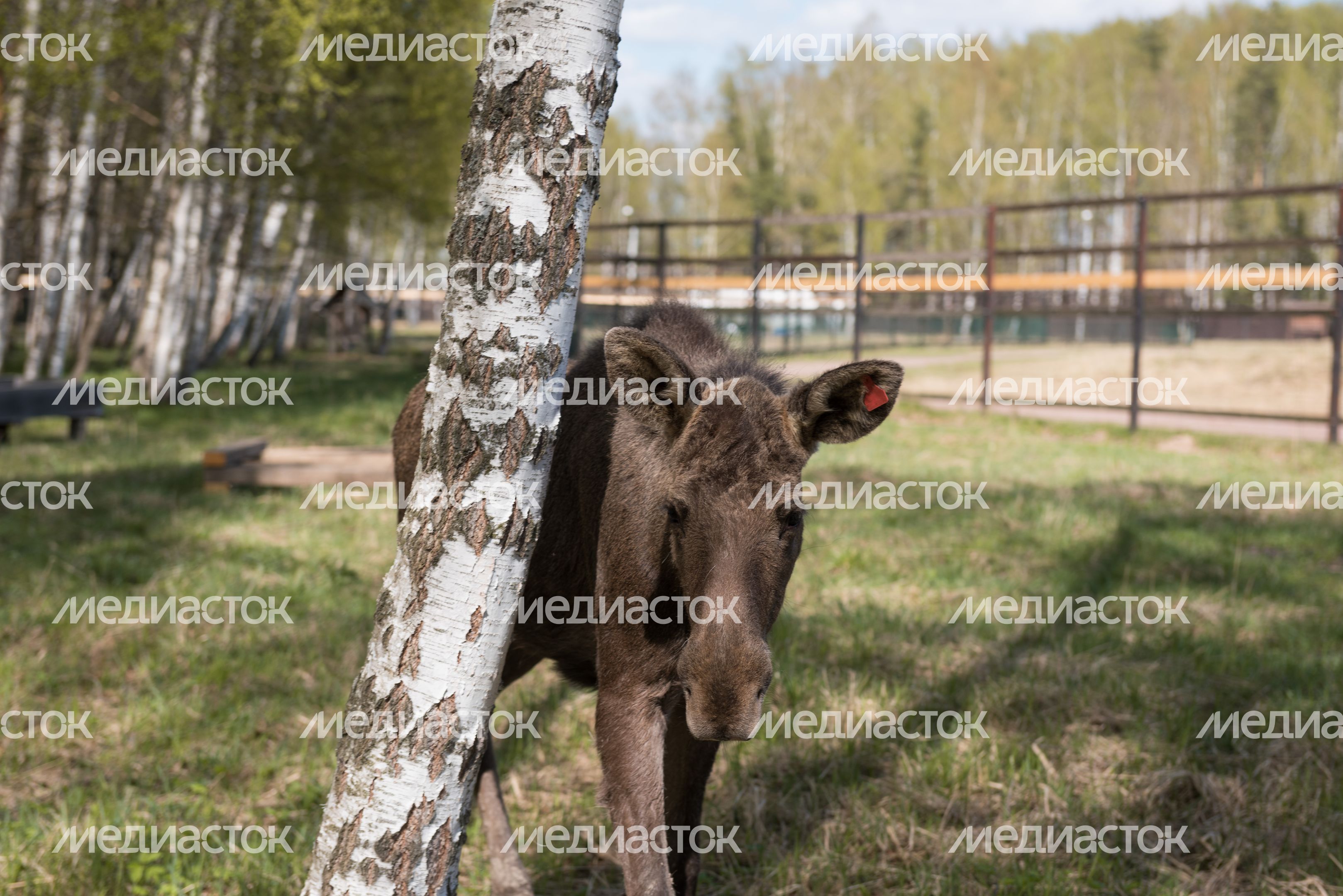 Национальный парк Лосиный остров
