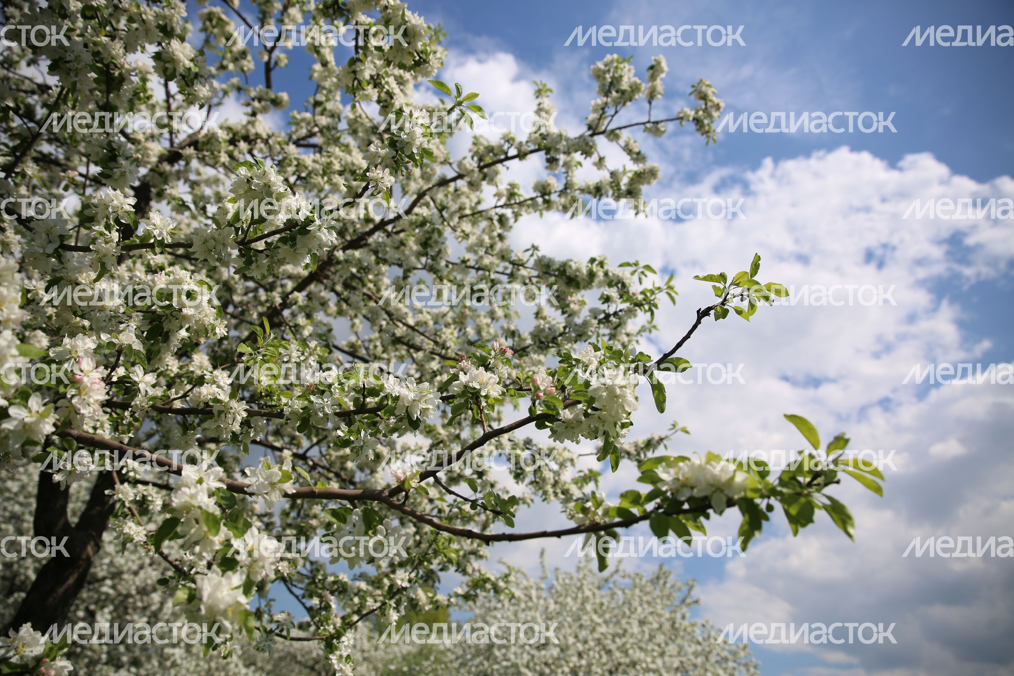 Цветение яблони в музее-заповеднике «Коломенское» в Москве
