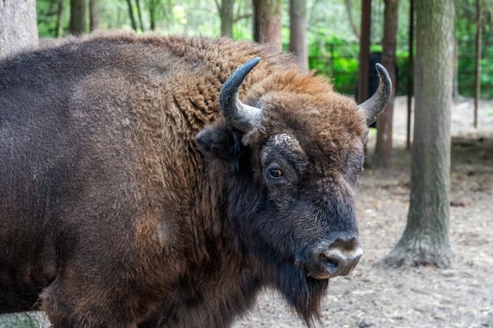 Оленья ферма ZooОleni в Рузском округе летом