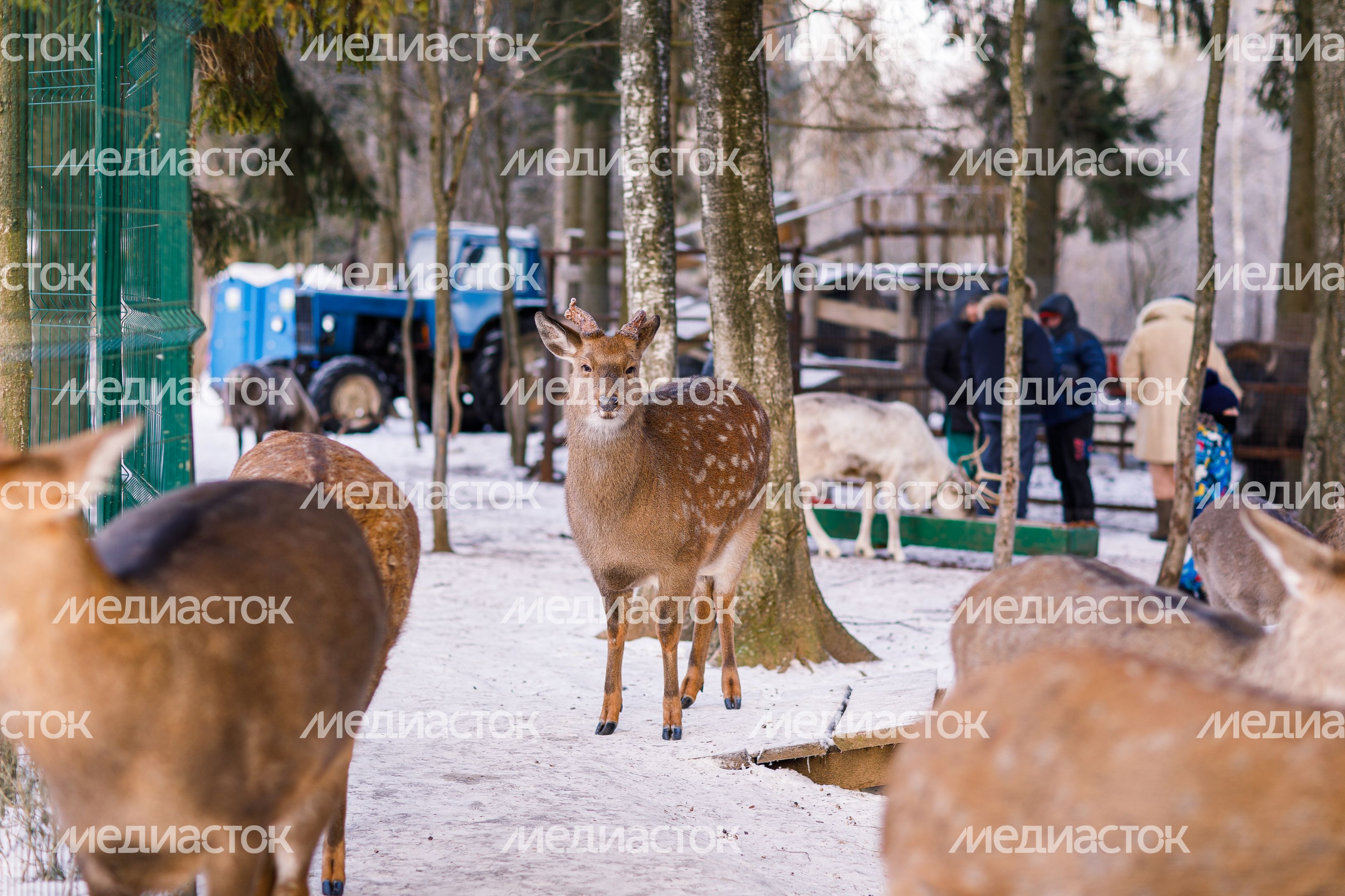 Оленья ферма ZooОleni в Рузском округе