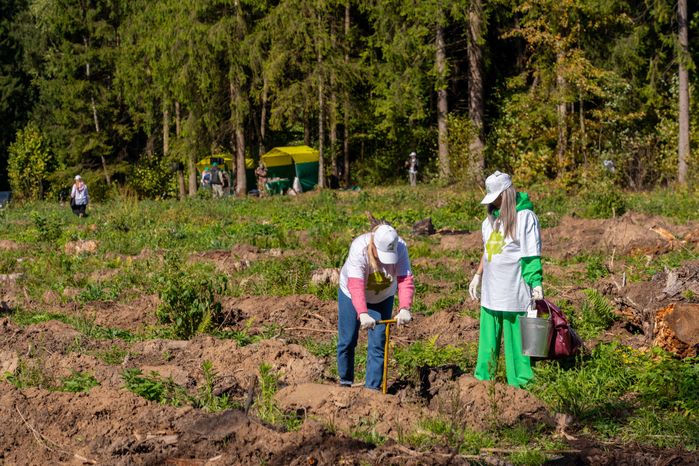 Саженцы сосны и ели высадили на экологической акции «Сохраним лес» в Рузском округе