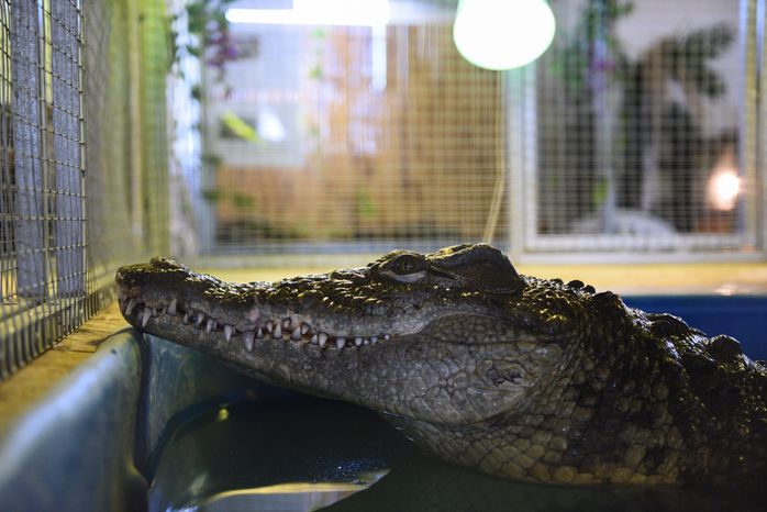 Секрет фермы: как подмосковный фермер привлекает туристов экзотикой, 2 часть