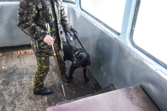 Школа собак‑проводников в Подмосковье