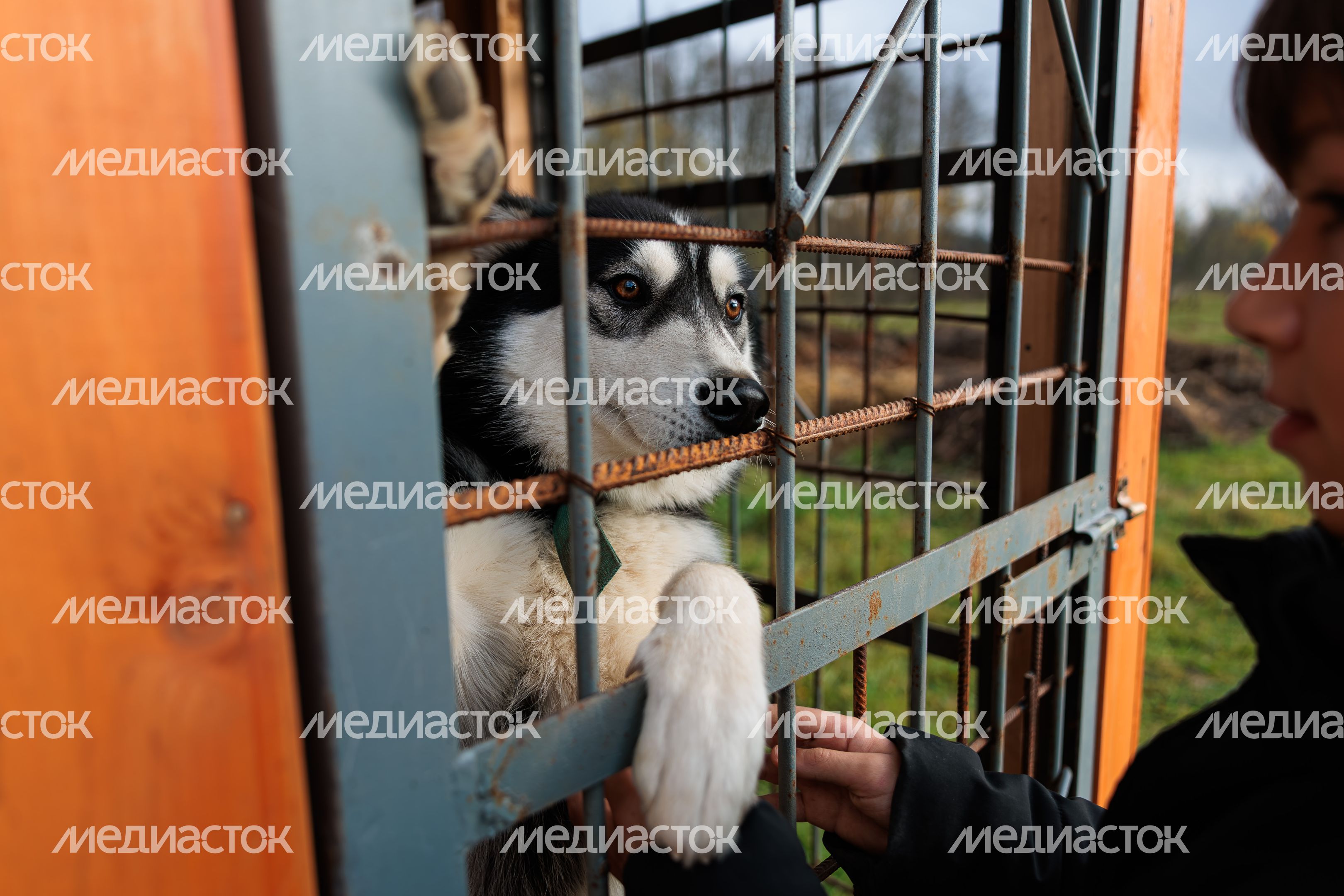 Хаски на оленьей ферме «Бэмби лэнд» в Волоколамском округе Хаски на оленьей ферме «Бэмби лэнд» в Волоколамском округе