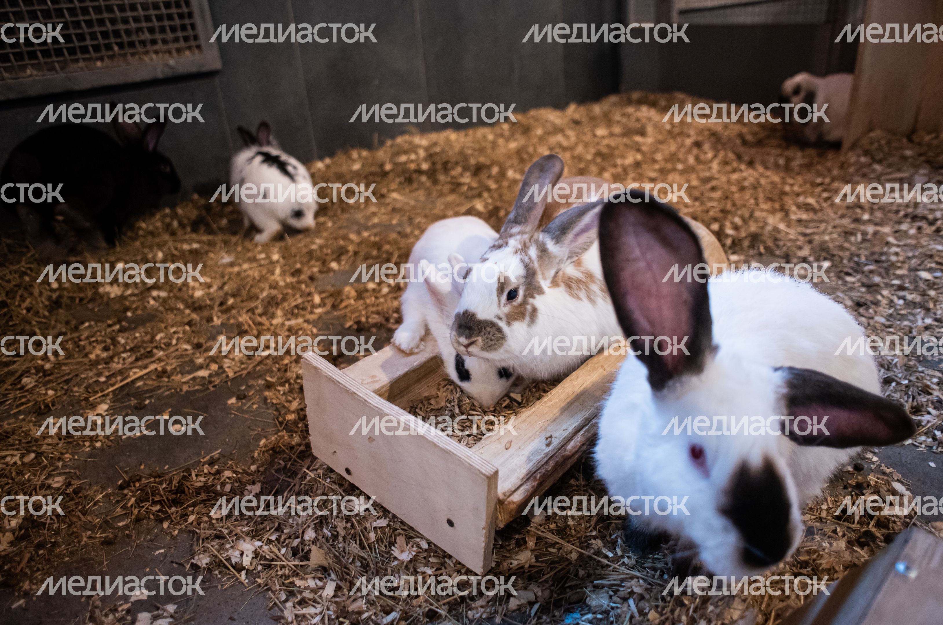ЗооСад Конноспортивного комплекса «Дивный»