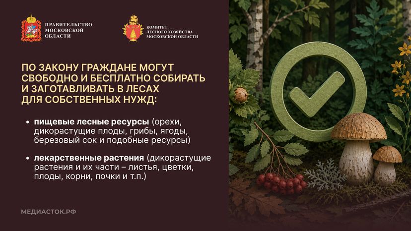 Ягоды, грибы, лекарственные растения горизонталь 03