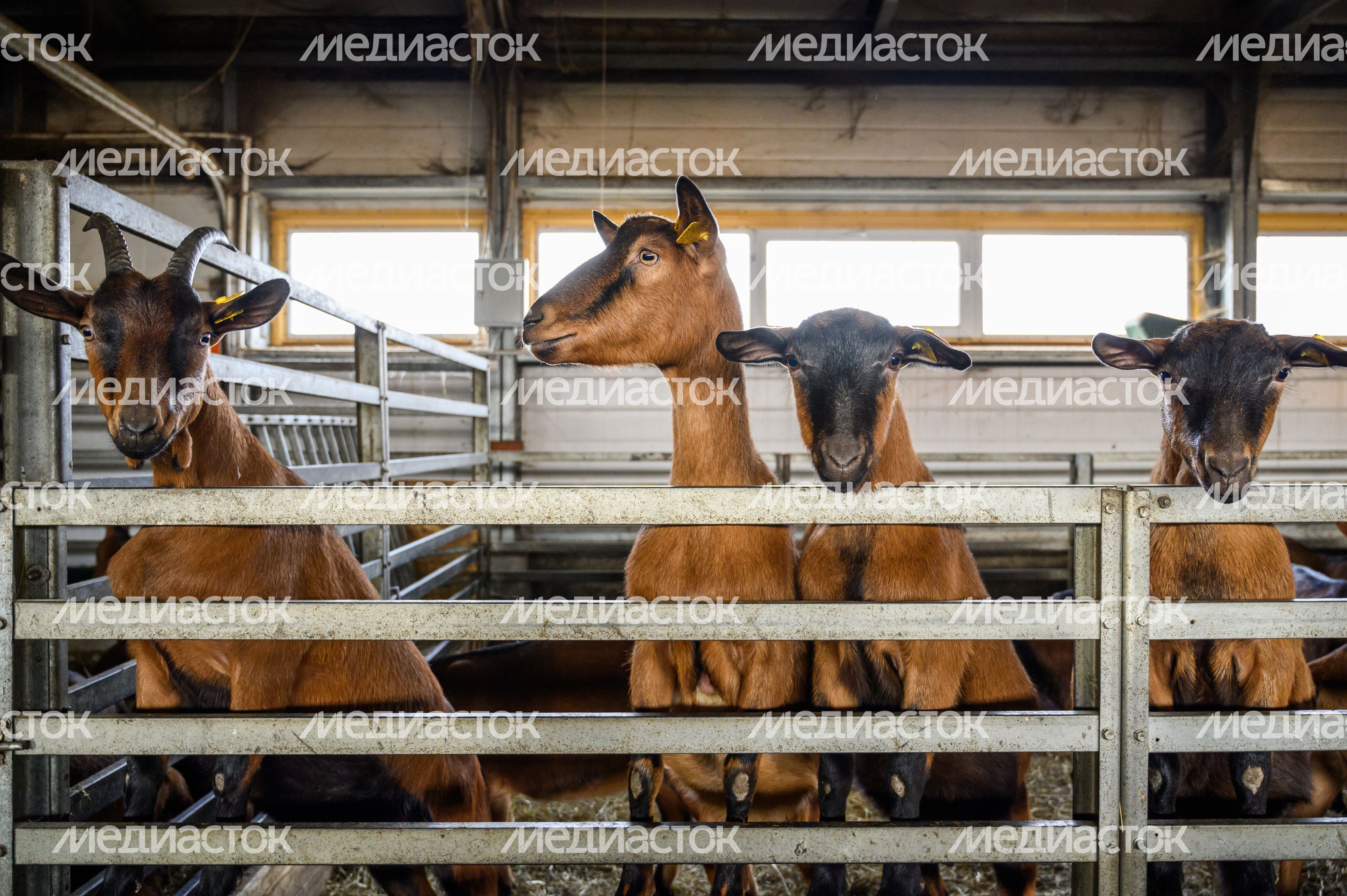Экоферма «Былинкино» в Луховицах – козья ферма, сыроварня и экоотель Экоферма «Былинкино» в Луховицах – козья ферма, сыроварня и экоотель