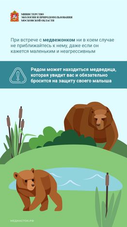 Медведь – сосед, которого нужно знать_вертикаль 08