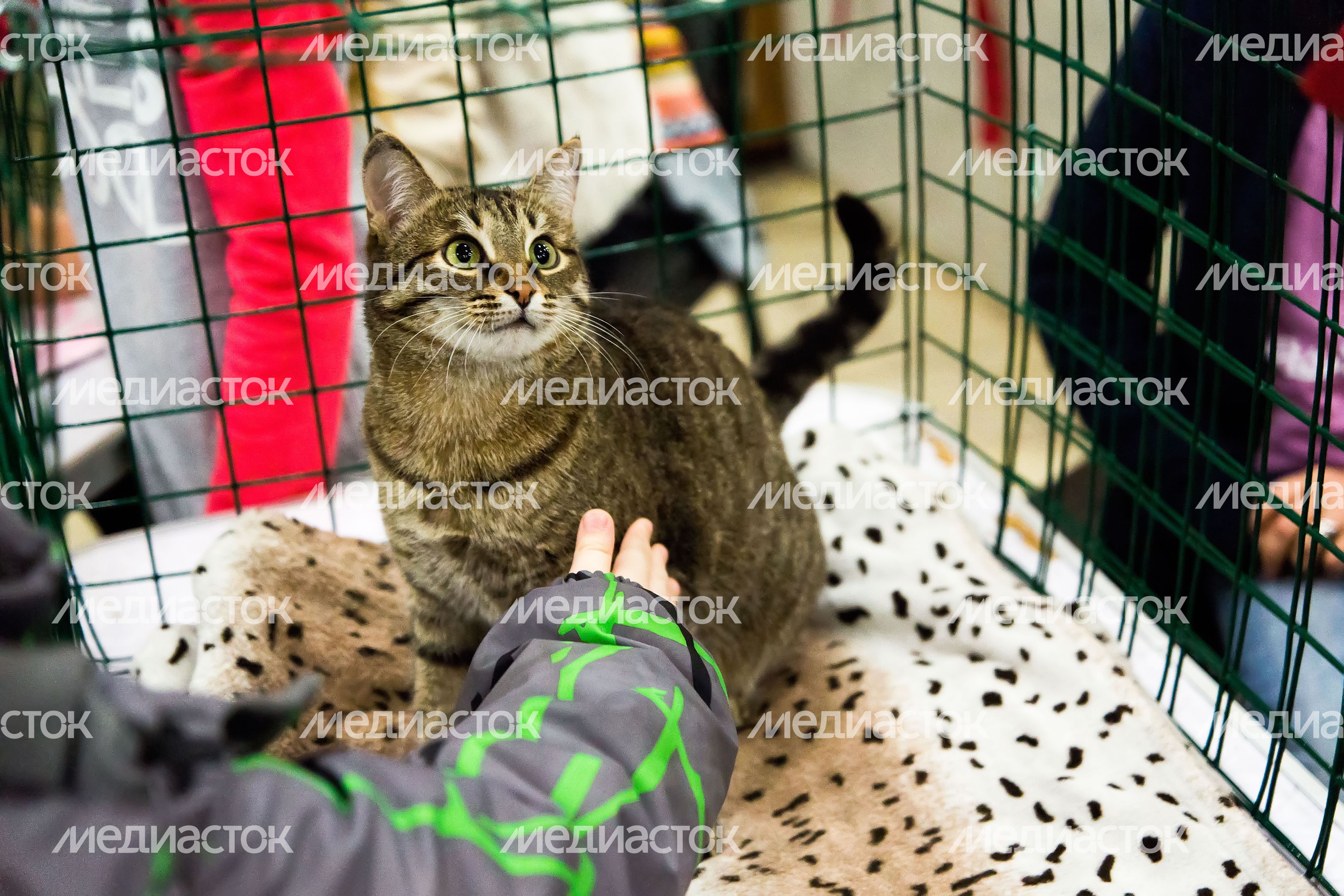 Выставка кошек в Подольске