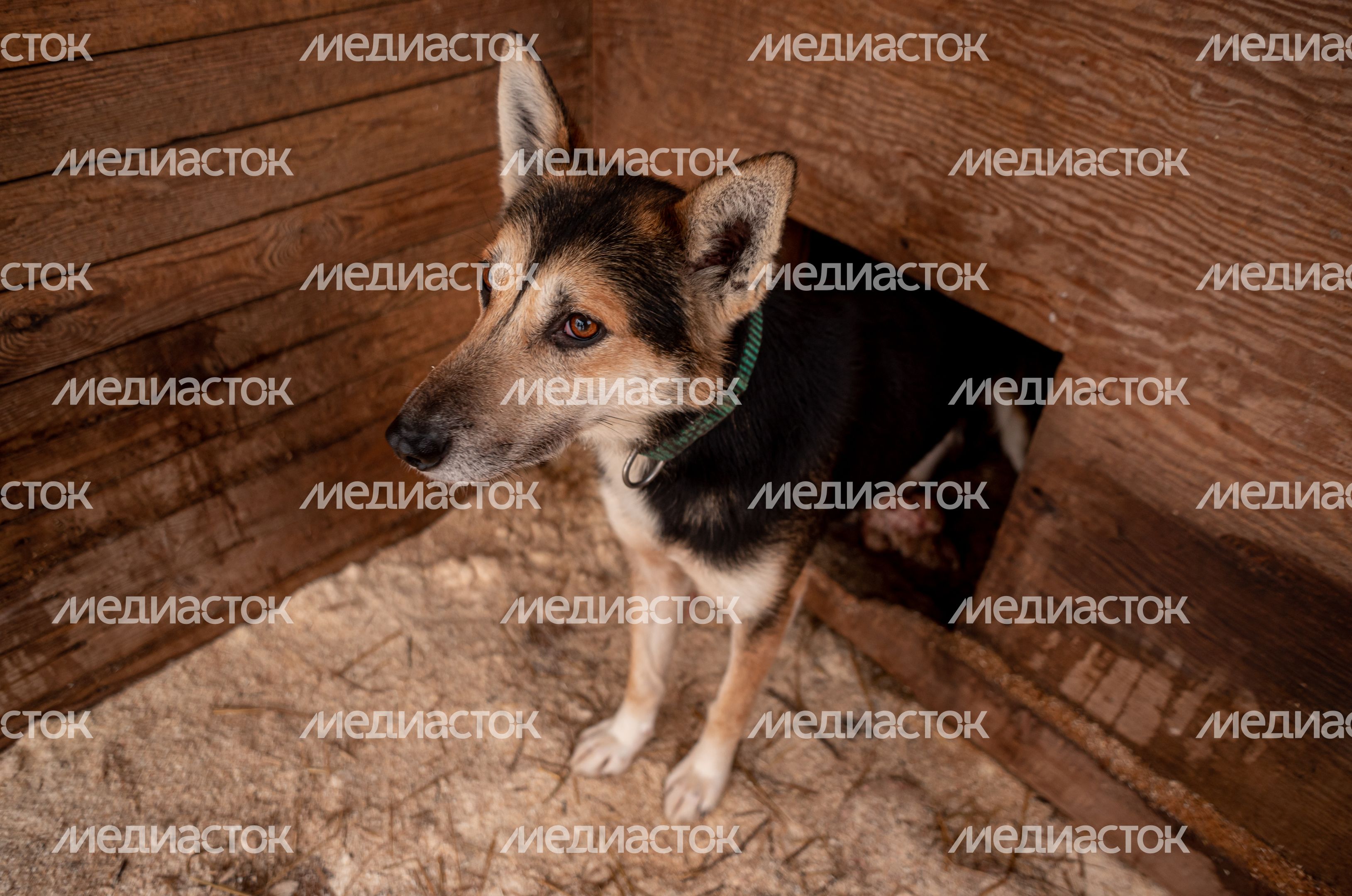 Зима в питомнике ездовых собак Северный