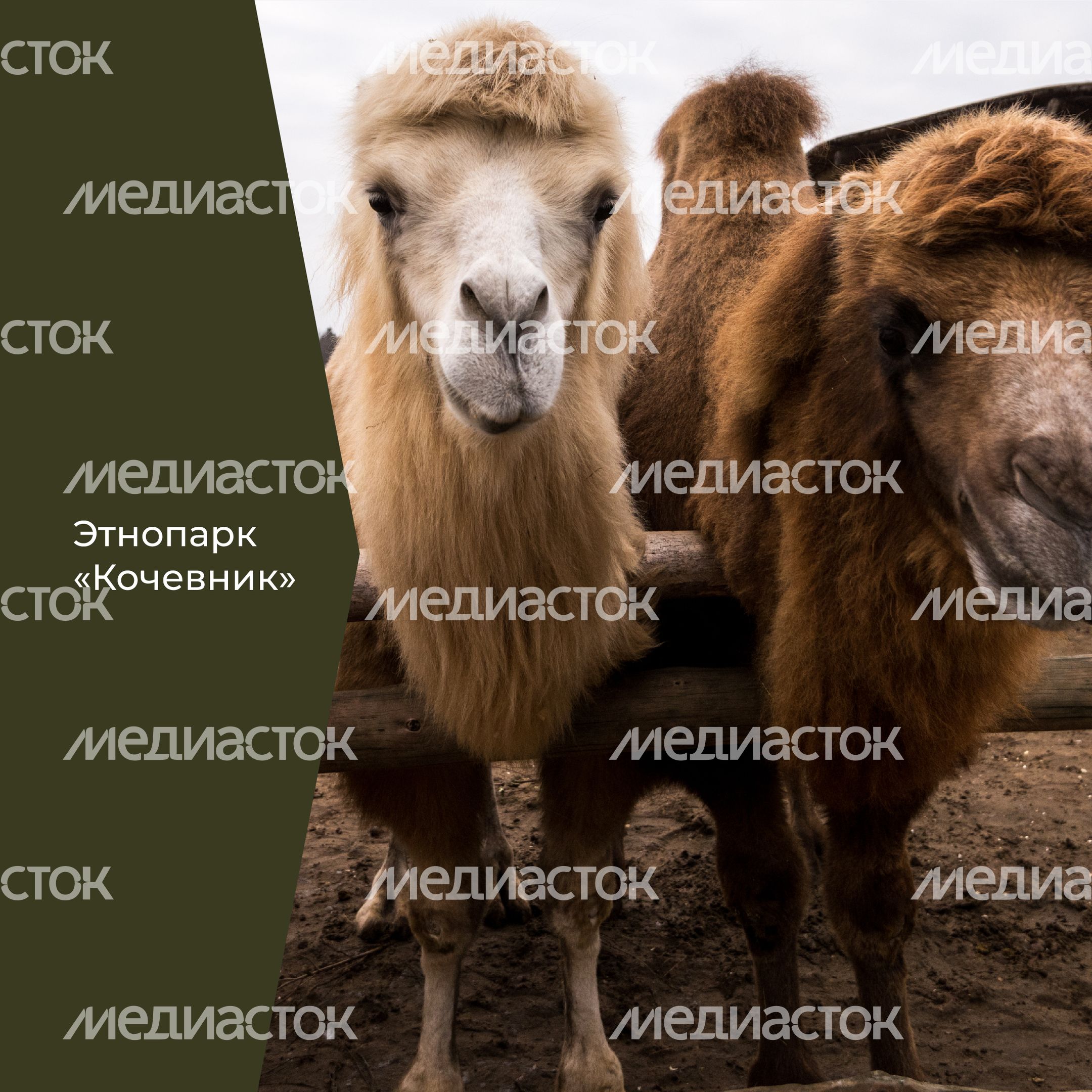 Фермы с животными-28.jpg