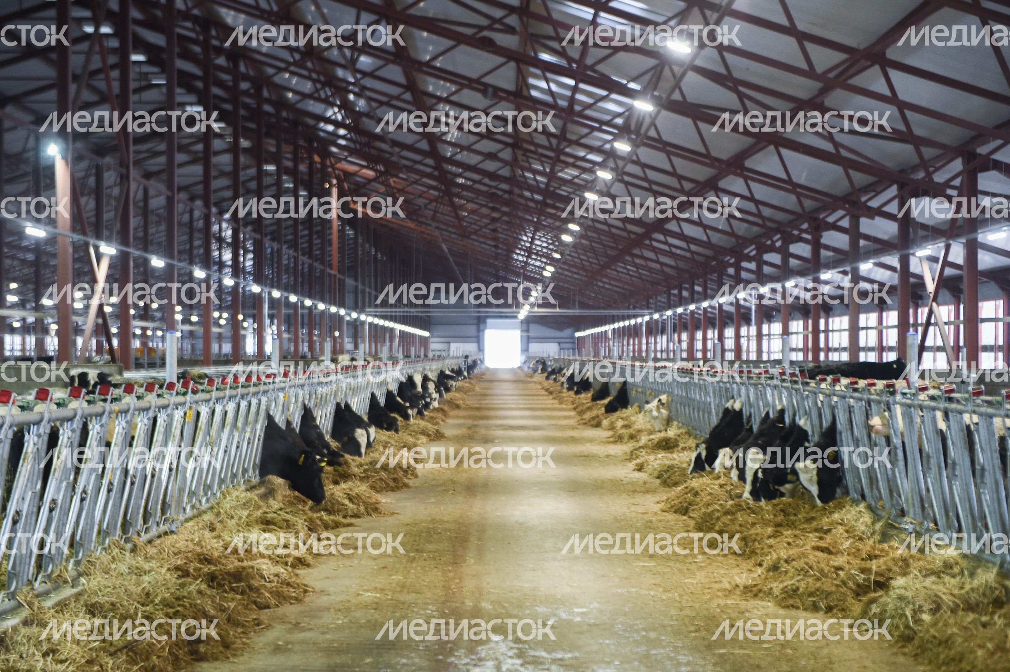 Открытие нового молочного комплекса TH True Milk в Подмосковье, 2 часть