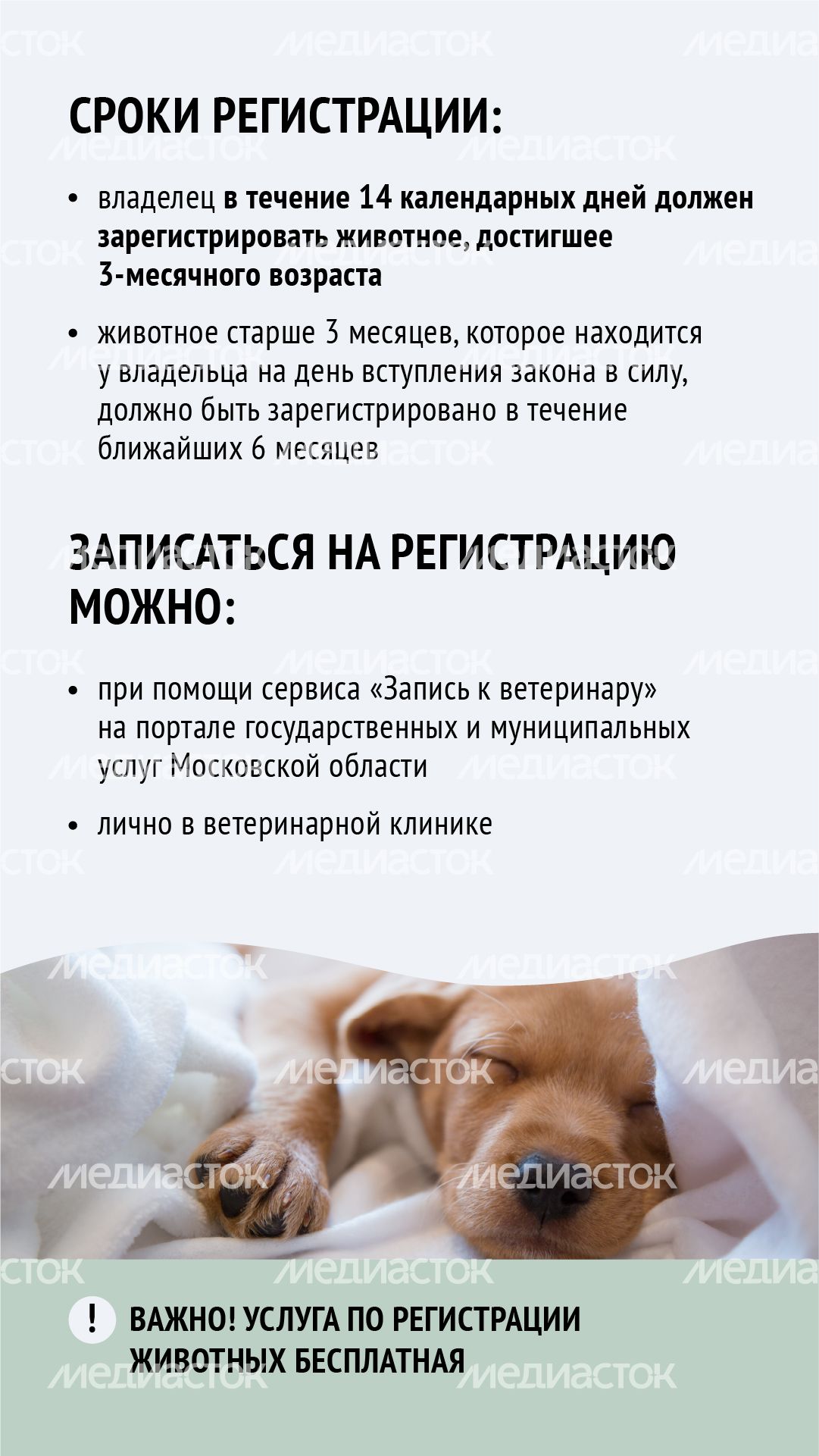 Вертикаль_ зарегистрировать домашнее животное_05-100.jpg