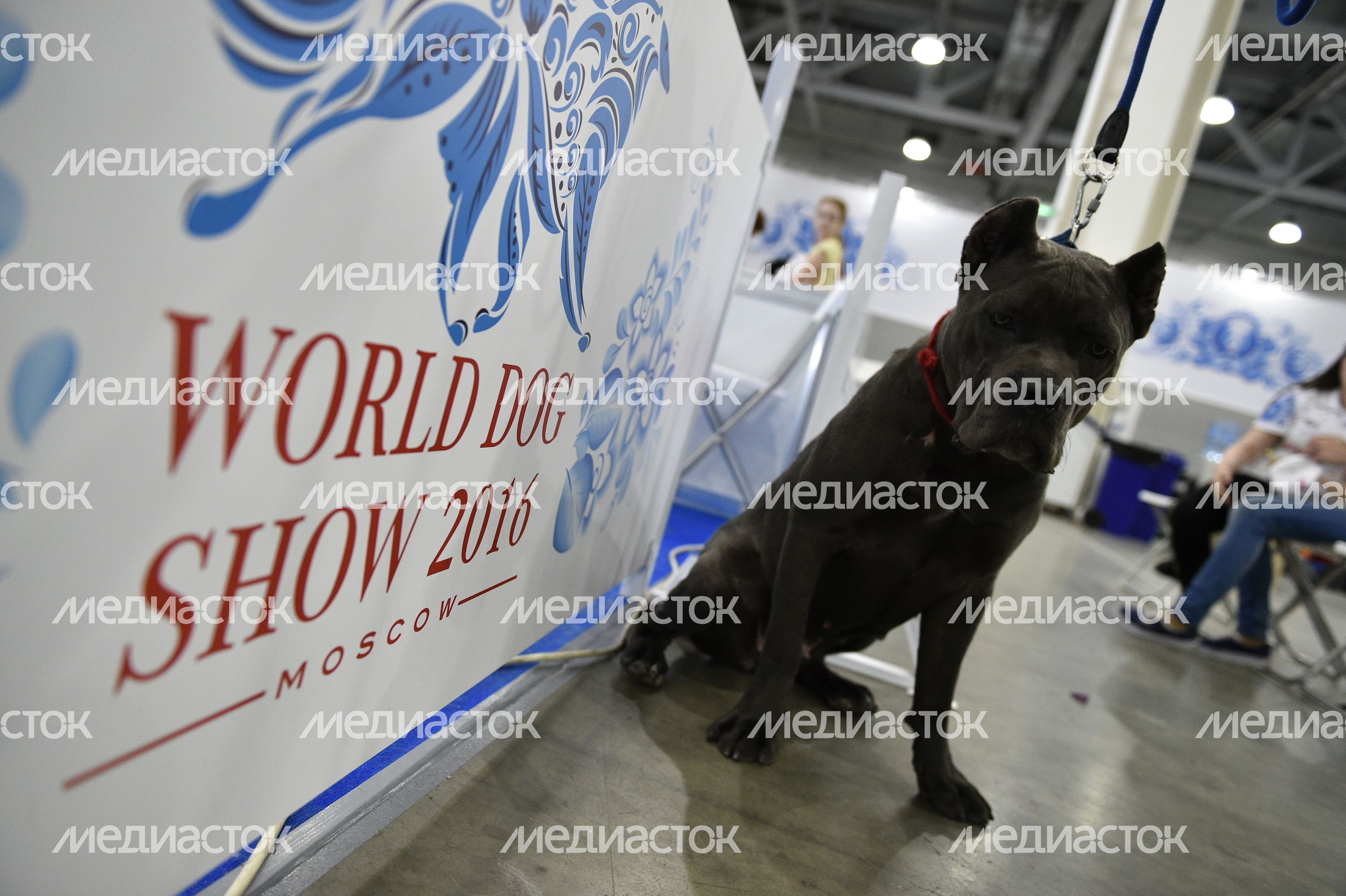 Всемирная выставка собак World Dog Show 2016 в МВЦ «Крокус Экспо»