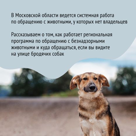 Безнадзорные животные