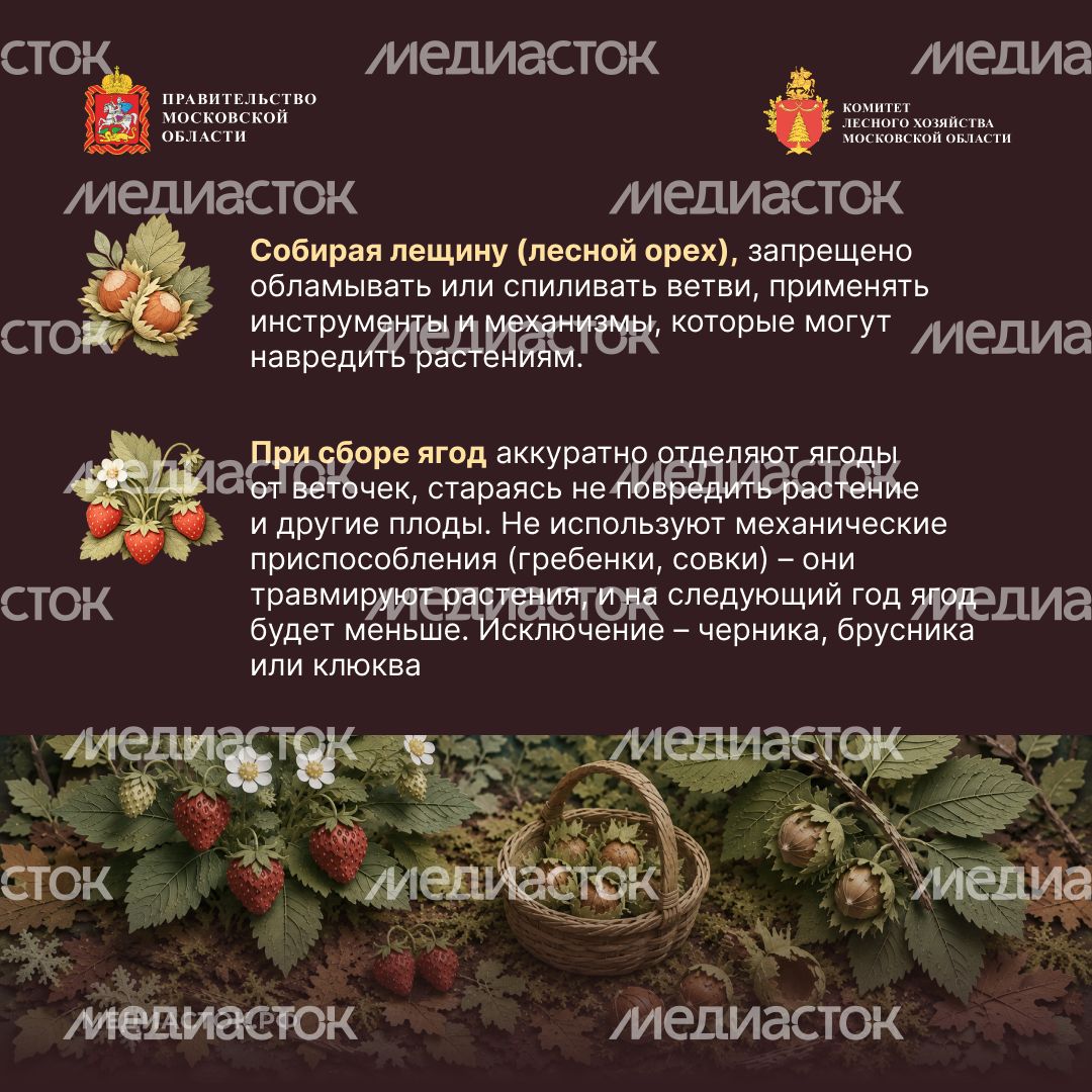 Ягоды, грибы, лекарственные растения квадрат 06
