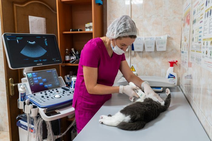 Ветеринарный врач проводит узи-исследование домашнему животному на Истринской ветеринарной станции