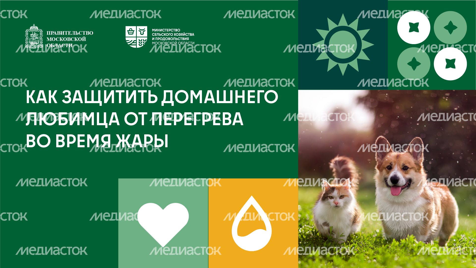 Как защитить домашнего любимца от перегрева во время жары горизонталь (1) Как защитить домашнего любимца от перегрева во время жары горизонталь (1)