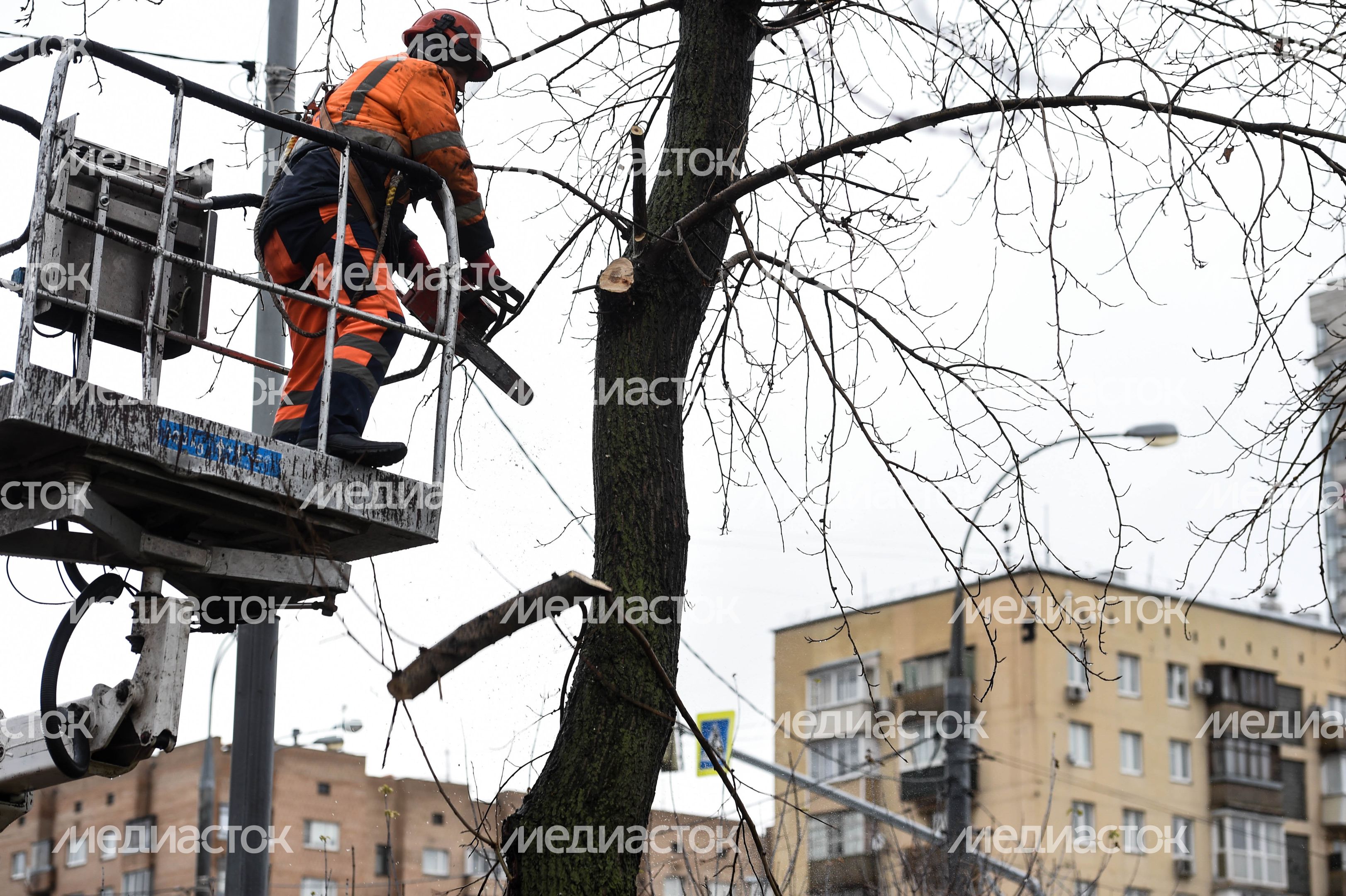 Обрезка тополей в Москве Обрезка тополей в Москве