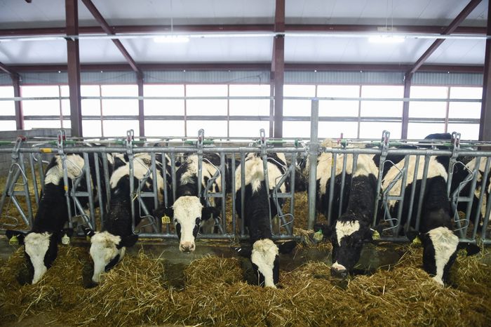 Открытие нового молочного комплекса TH True Milk в Подмосковье, 2 часть