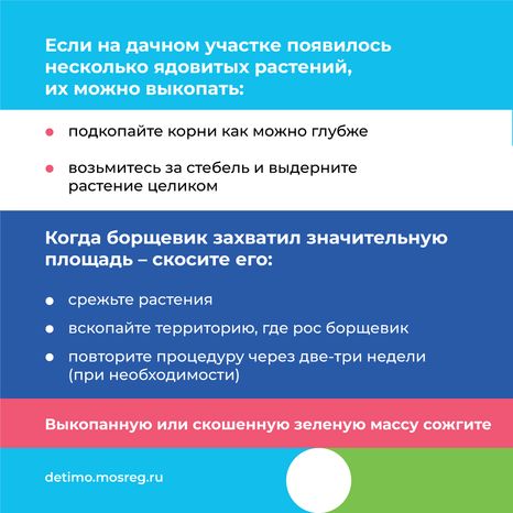 Квадрат_Борщевик Сосновского_09.png