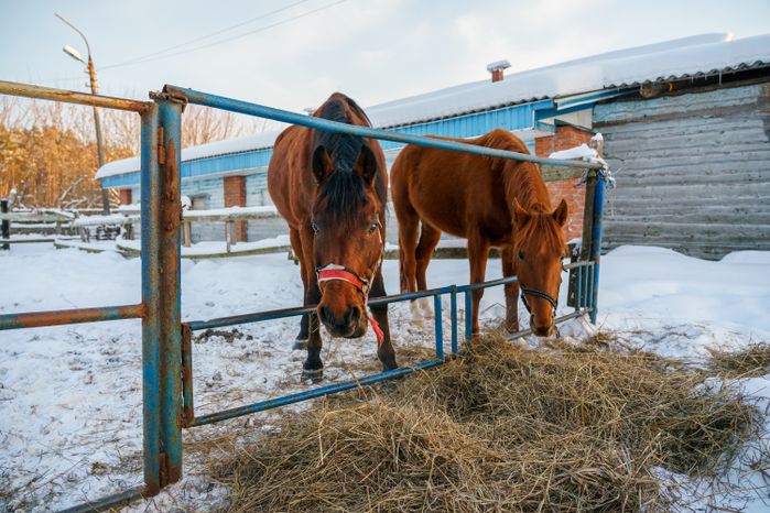 Племенная коневодческая ферма «Лэдис» в Ликино-Дулево