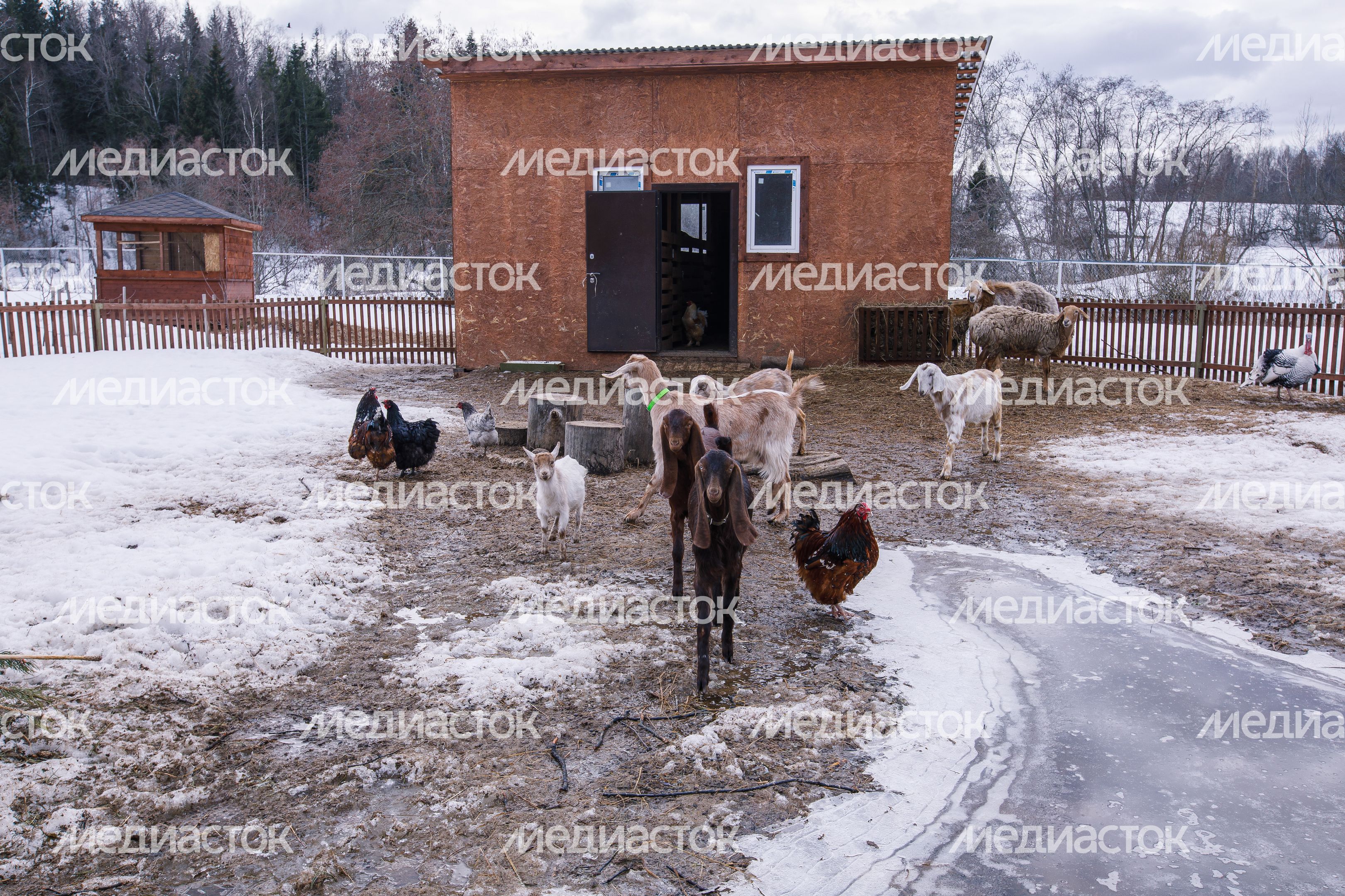 Парк львов "Земля прайда" в округе Клин