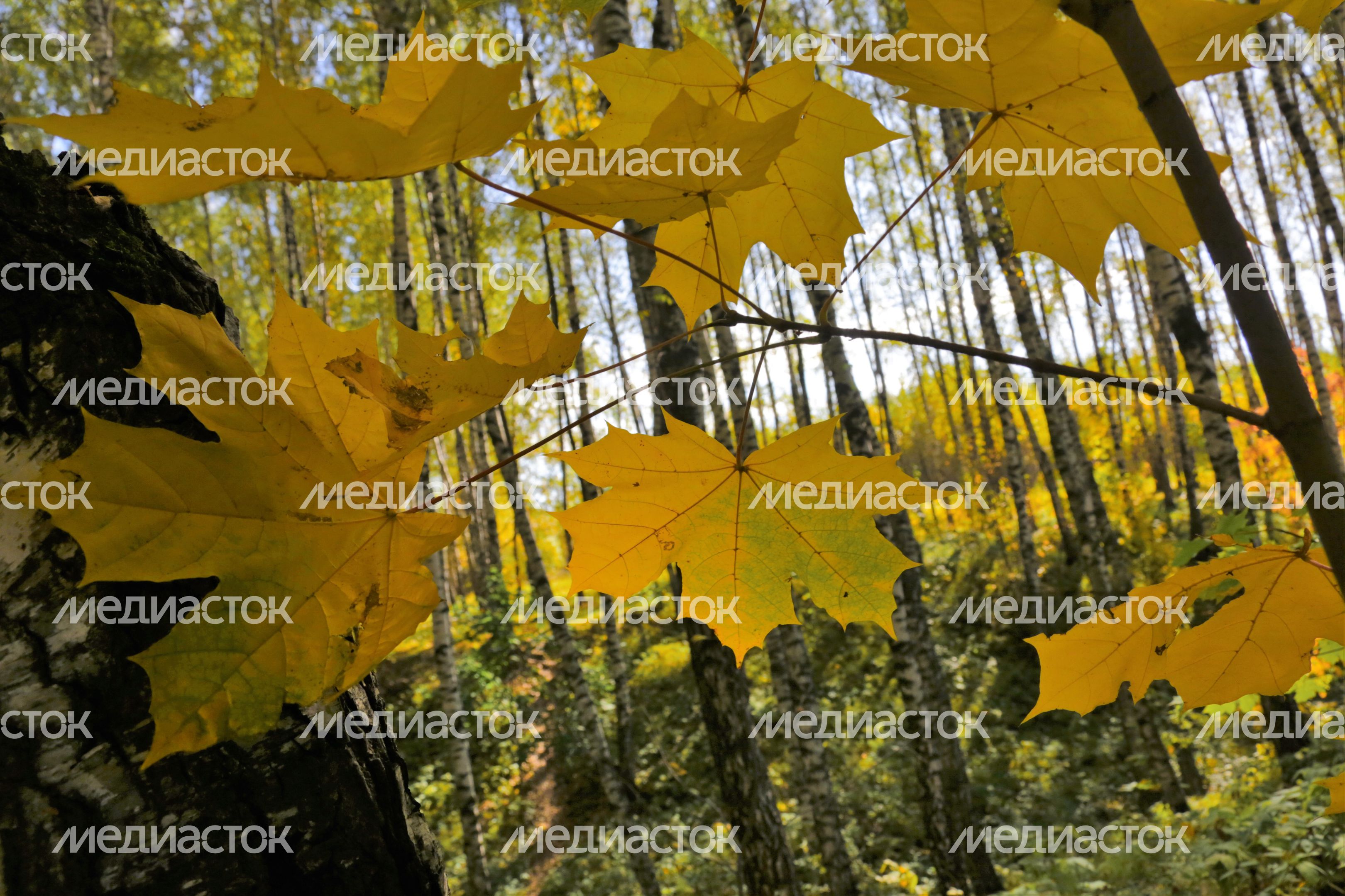 Осень в Кашире