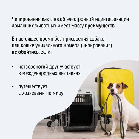 Чипирование-14.jpg