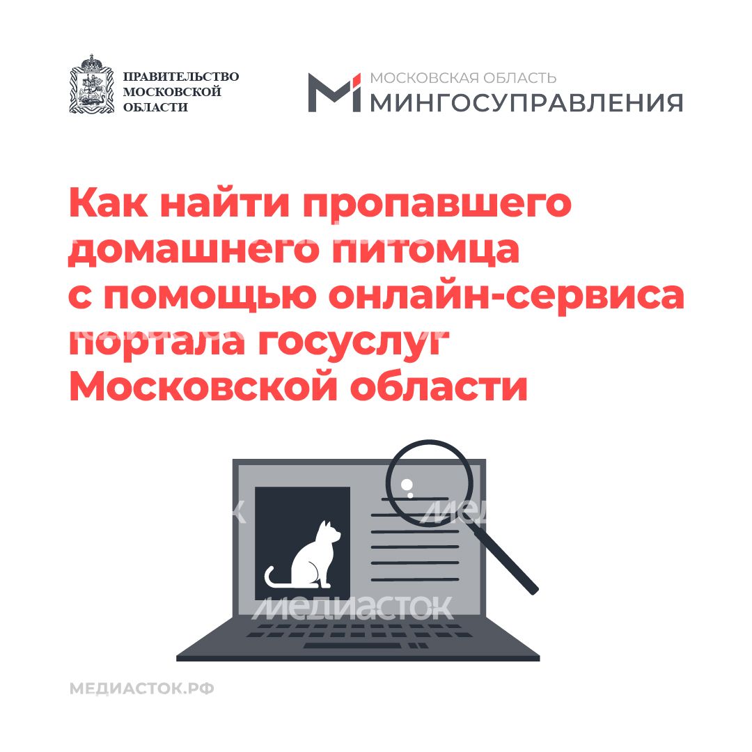 Домашние животные квадрат 01 Домашние животные квадрат 01