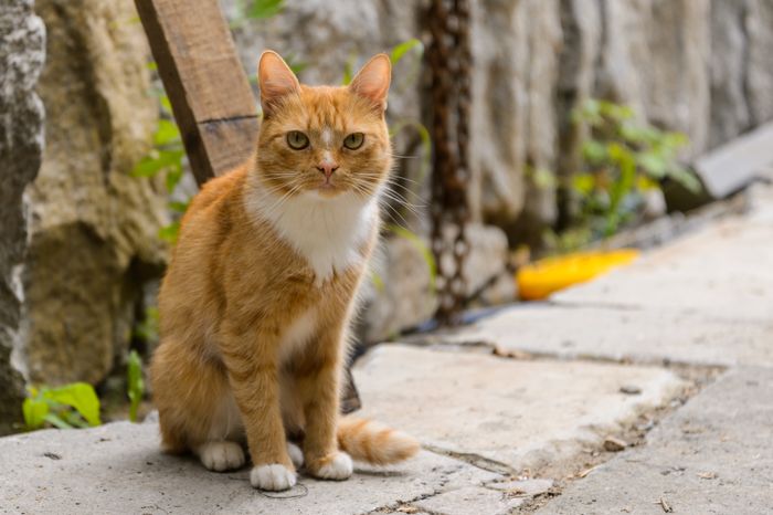 Балашиха. Мистический замок