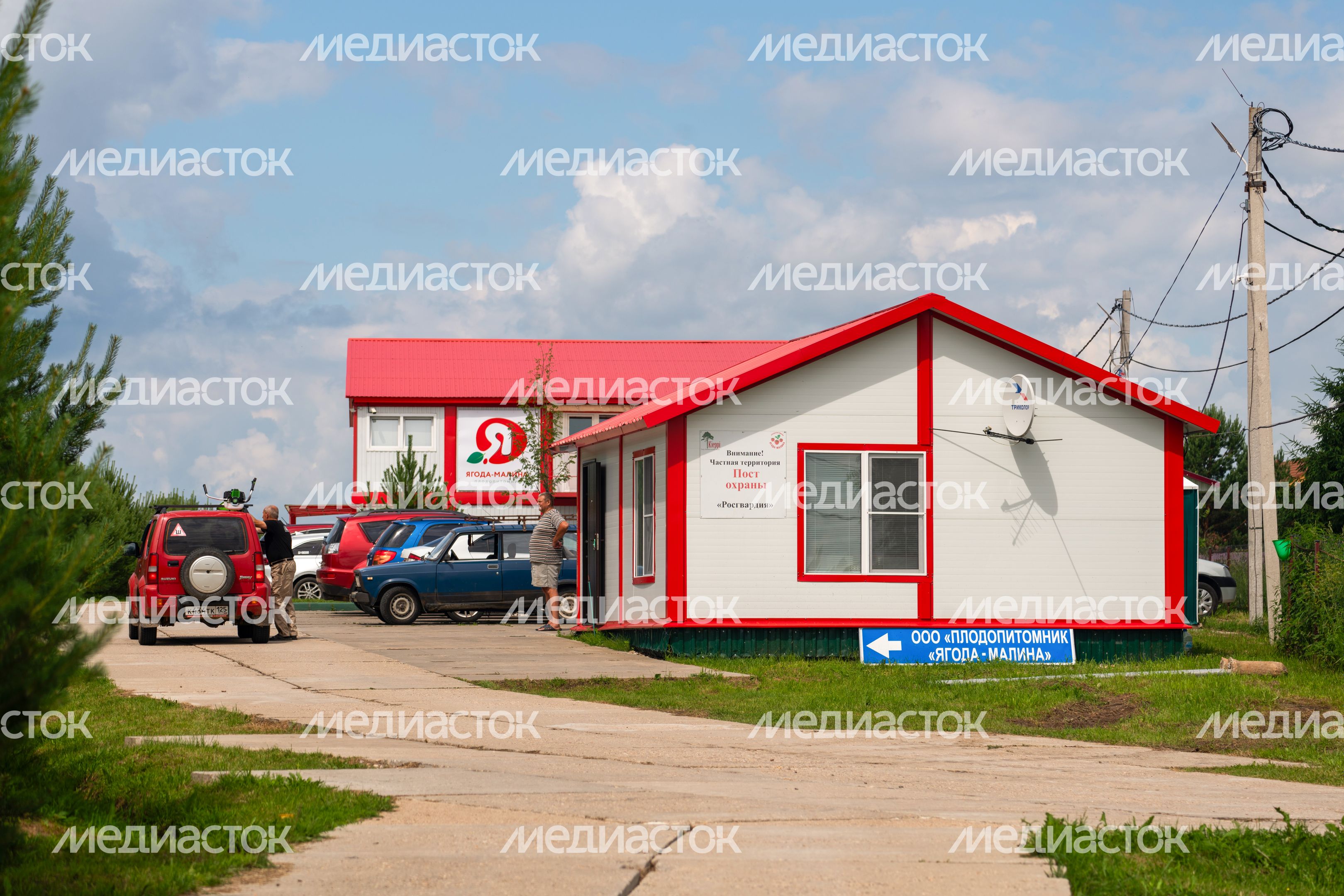 Выращивание клубники в ООО "Плодопитомник "Ягода-малина" в округе Шаховская