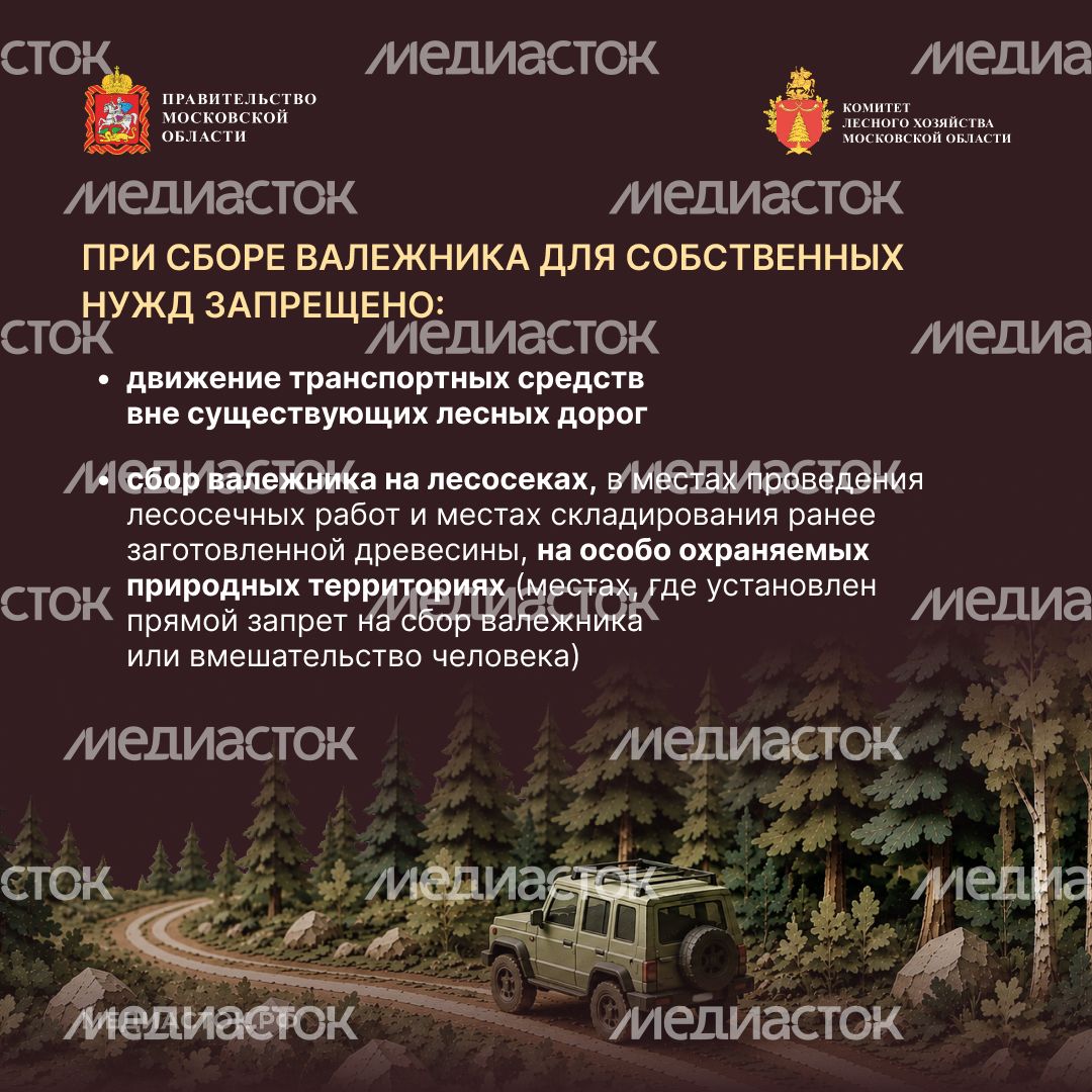 Валежник для собственных нужд квадрат 07 Валежник для собственных нужд квадрат 07