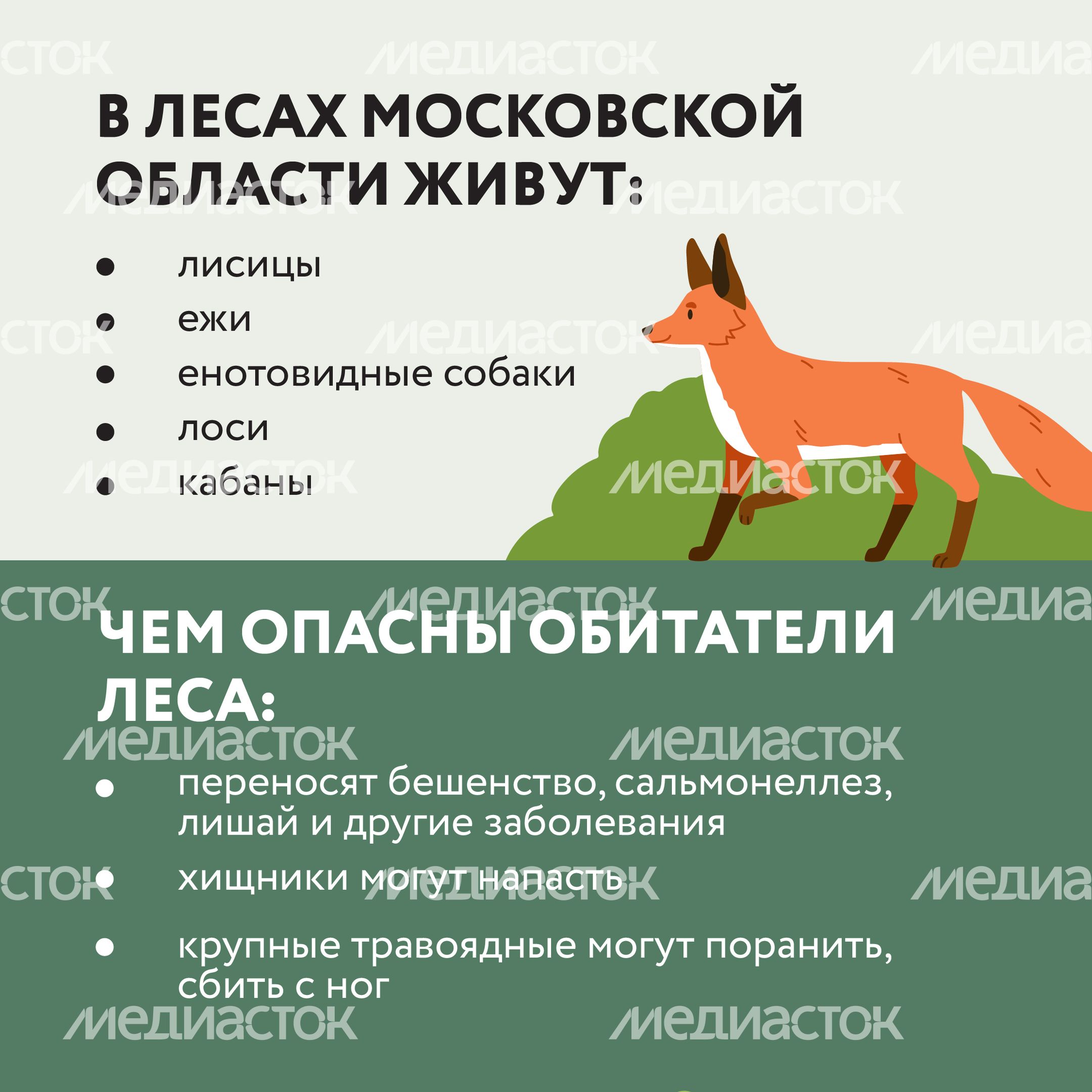 Квадрат Безопасность в лесу 03.jpg