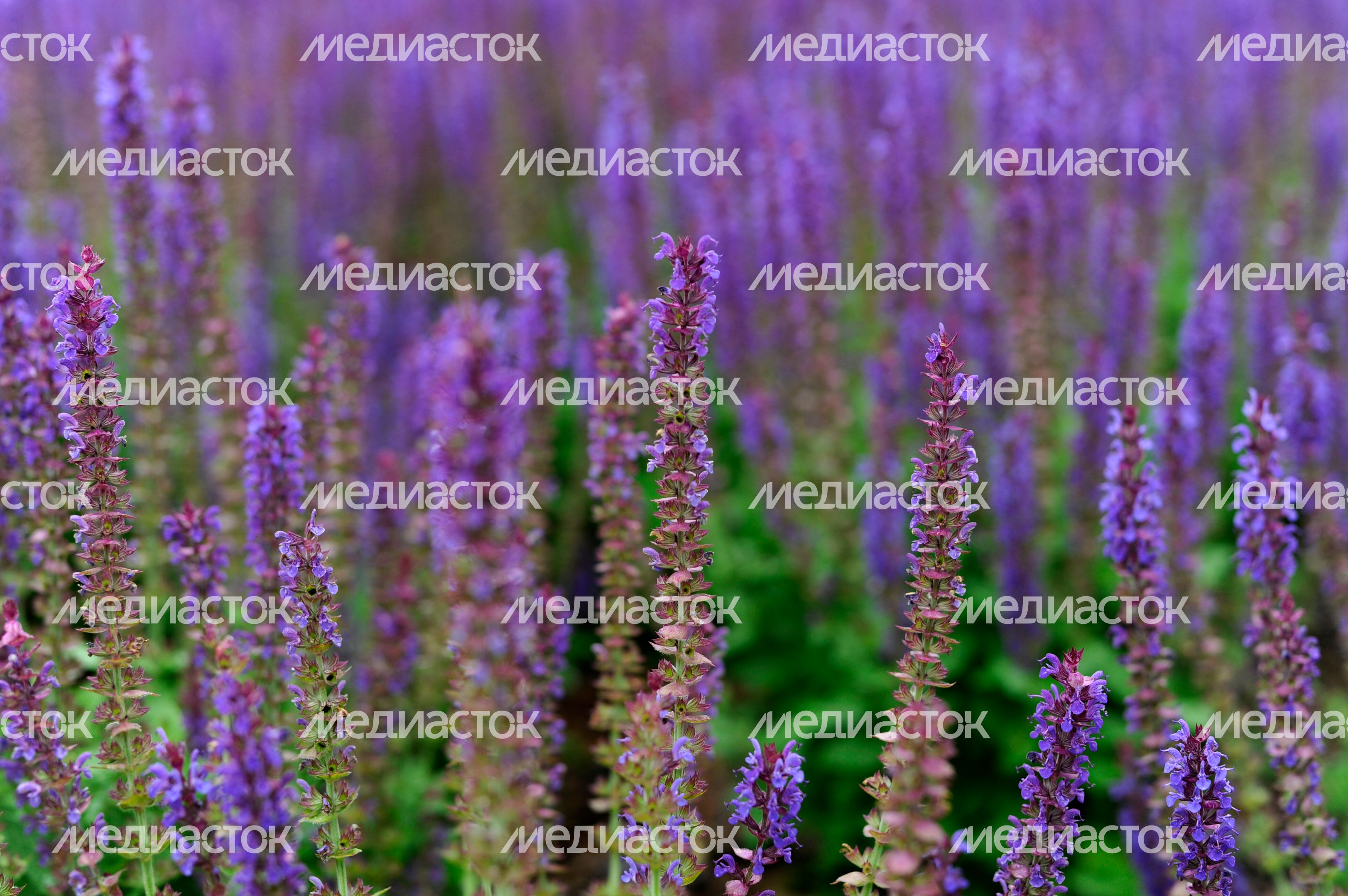 Московский Международный Фестиваль Садов и Цветов в парке Музеон Московский Международный Фестиваль Садов и Цветов в парке Музеон