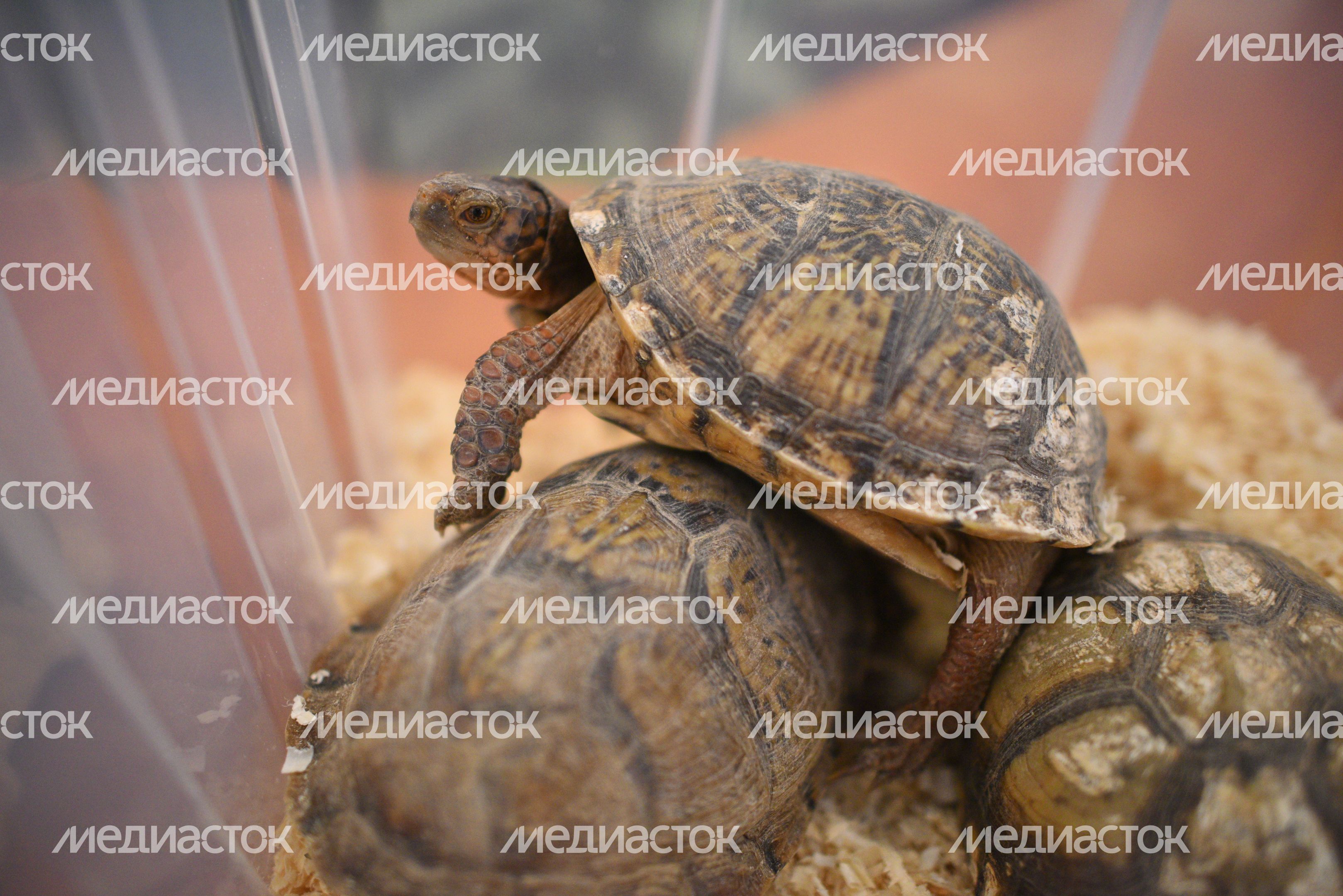 Передача контрабандных черепах и змей Московскому зоопарку Передача контрабандных черепах и змей Московскому зоопарку