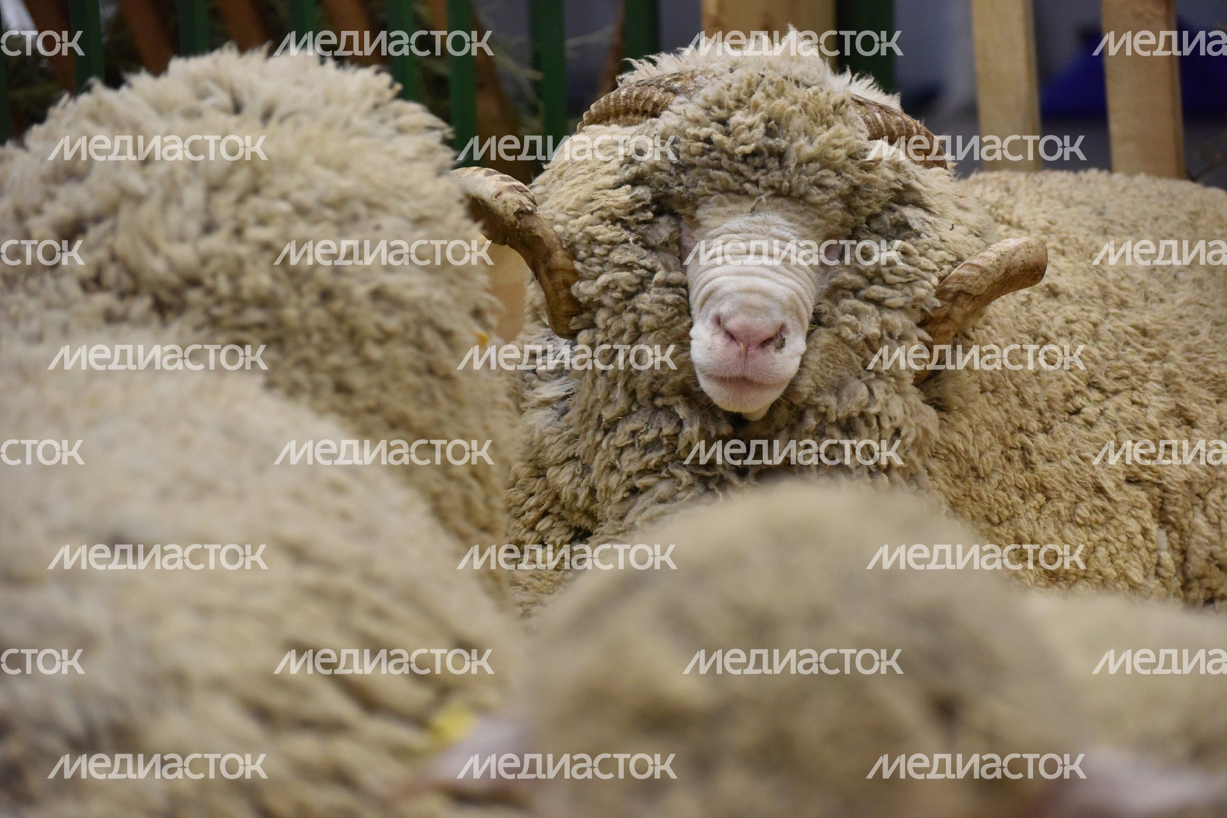 XVIII Российская агропромышленная выставка «Золотая осень»