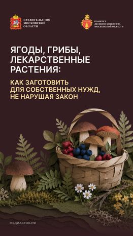 Ягоды, грибы, лекарственные растения вертикаль 01