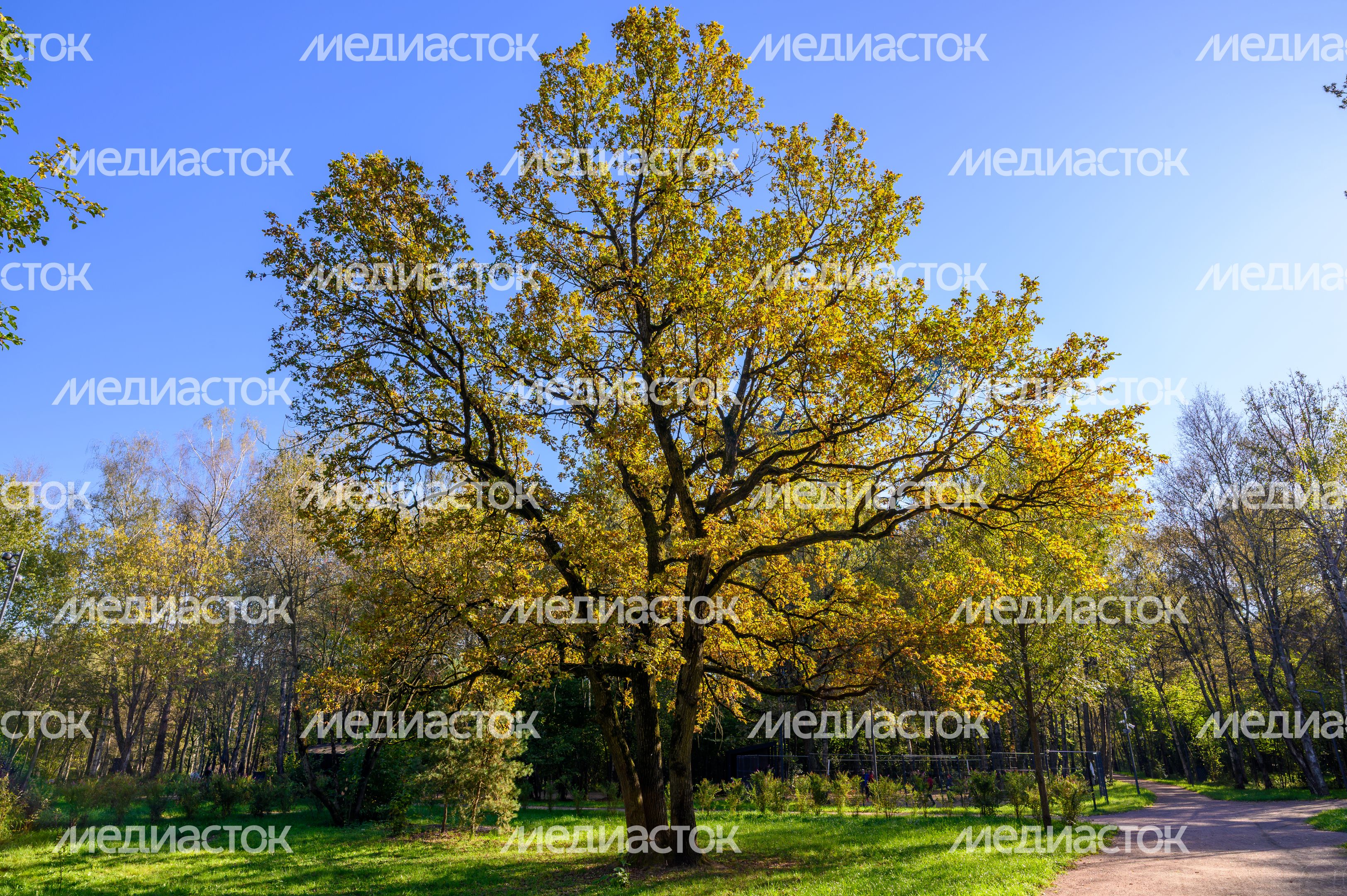 Дуб Малевича в парке Малевича осенью