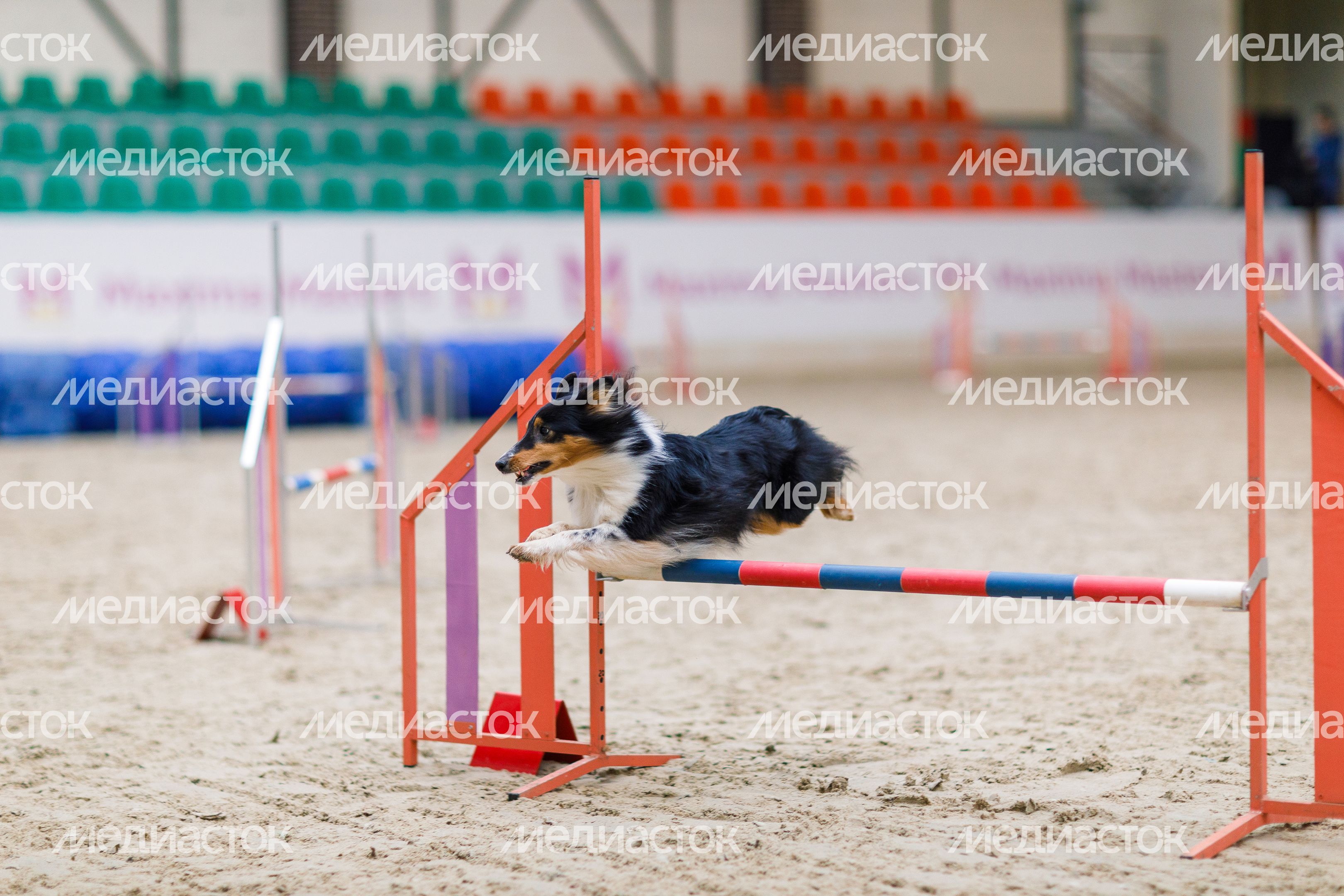 Мастерство дрессировки на соревнованиях по кинологическому спорту «Звезды аджилити» Мастерство дрессировки на соревнованиях по кинологическому спорту «Звезды аджилити»