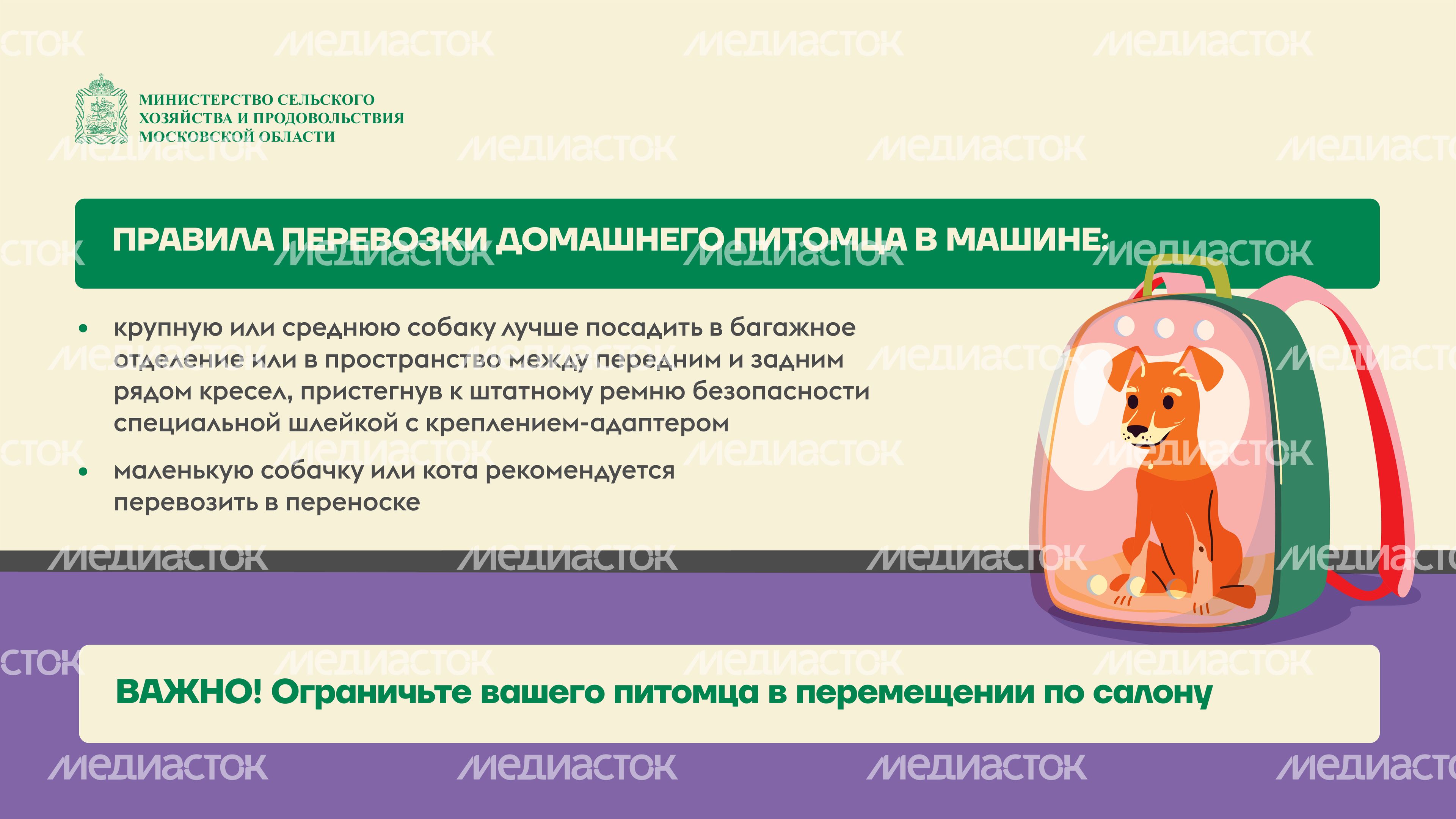 животные на даче горизонталь (4)