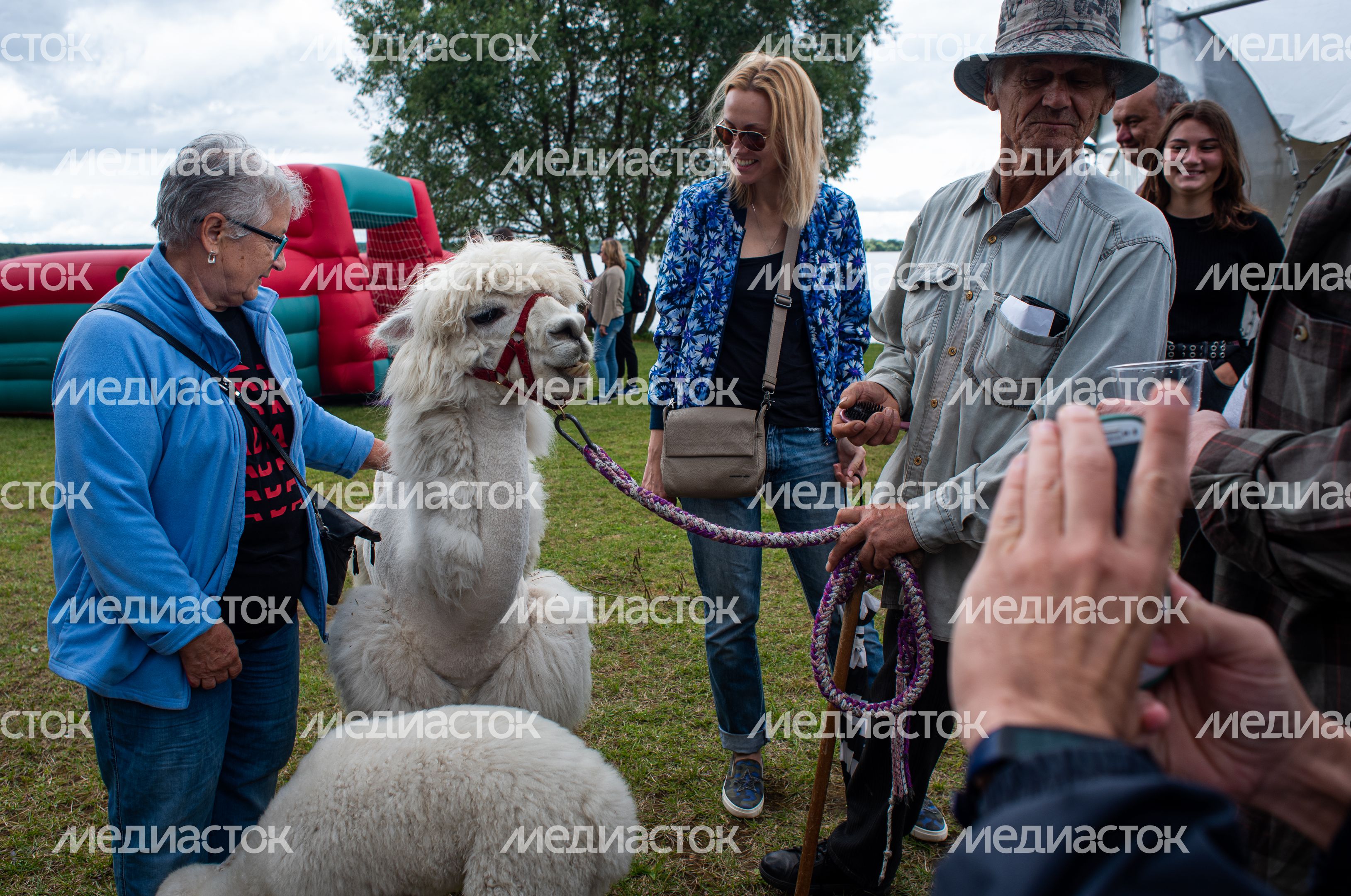 Гастрономический фестиваль Alpaca Wellbeing Fest